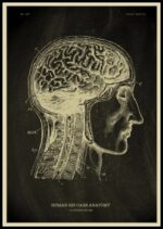Illustration anatomique du cerveau humain et de la cage thoracique, montrant la structure interne du cerveau et la colonne vertébrale, idéale pour la décoration scientifique.