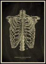 Illustration anatomique détaillée du cage thoracique humain, montrant les côtes, la colonne vertébrale et la structure osseuse pour l'étude scientifique et éducative.