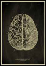 Cerveau humain illustré avec détails anatomiques, montrant les différentes régions et leur organisation. Illustration scientifique pour la décoration ou l'étude en neurosciences.