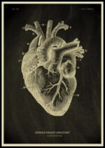 Cœur humain, illustration anatomique détaillée montrant les différentes parties du cœur, y compris les oreillettes, ventricules, artères et veines, pour une compréhension scientifique précise.