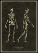 Squelette humain ancien illustré en style scientifique, montrant la structure osseuse complète d’un corps humain avec vue de face et de profil.