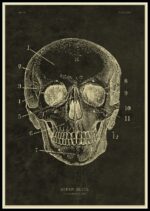 Tête de squelette humain avec annotations anatomiques, illustrée en style vintage pour la décoration scientifique.