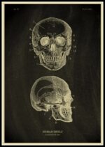 Crâne humain avec annotations anatomiques pour étude scientifique.