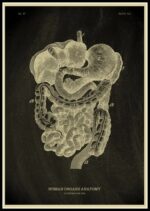 Tête d'anatomie humaine avec organes digestifs, illustration scientifique ancienne, gravure en noir et blanc, étude détaillée des organes internes, utilisée pour l'enseignement médical.