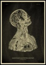 Illustration anatomique détaillée du cerveau et du système cardiovasculaire, montrant les structures nerveuses et vasculaires en style vintage.