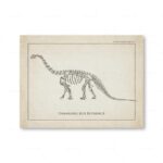 Squelette de dinosaure Camarasaurus Supreme, illustré dans un style vintage, exposé sur une planche de paléontologie.