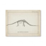 Squelette de Diplodocus carnegii illustré, montrant la structure osseuse complète de ce dinosaure herbivore du Jurassique.