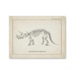 Illustration ancienne d'un squelette de Triceratops Prorsus, un dinosaure herbivore à trois cornes, provenant d'une planche paléontologique.