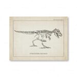 Tyrannosaure Rex, squelette fossile illustré, représentant un dinosaure carnivore préhistorique, exposé dans une planche scientifique ancienne.