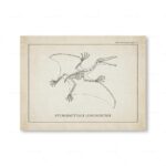 Illustration d'un ptérodactyle, reptile volant préhistorique, montrant ses ailes, son squelette et sa tête allongée, dans un style de dessin scientifique vintage.