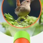 Mésange assise sur une branche, en pleine nature, avec un fond flou.
