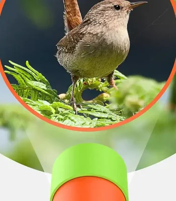 Mésange assise sur une branche, en pleine nature, avec un fond flou.