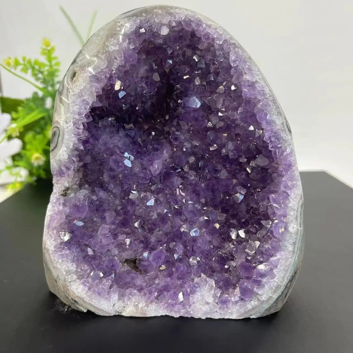 Améthyste géode violette avec cristaux brillants, exposée sur une surface noire avec un fond blanc et des plantes vertes en arrière-plan.