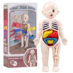 Modèle anatomique humain éducatif avec organes amovibles pour l'apprentissage de la biologie. Parfait pour l'enseignement et la décoration scientifique pour enfants et étudiants.