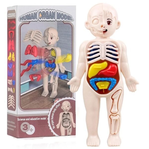 Modèle anatomique humain éducatif avec organes amovibles pour l'apprentissage de la biologie. Parfait pour l'enseignement et la décoration scientifique pour enfants et étudiants.