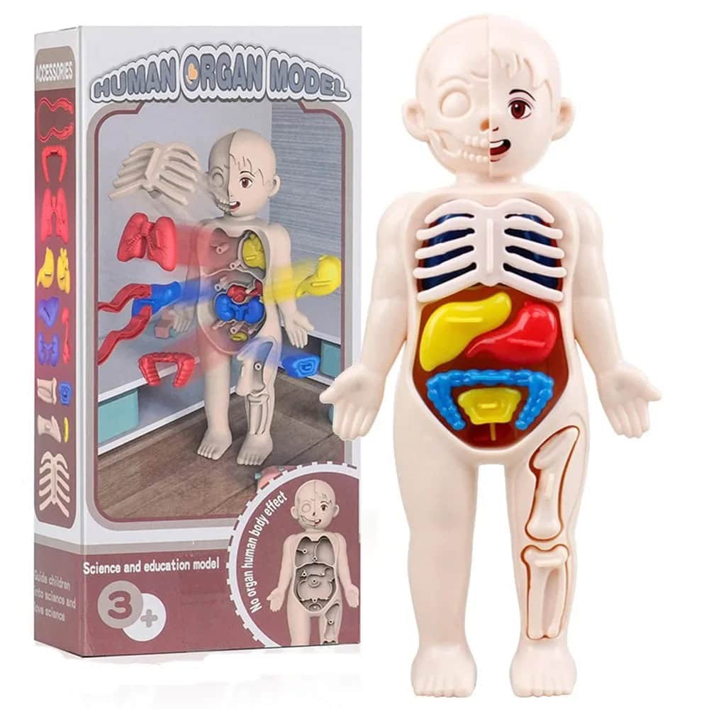 Modèle anatomique humain éducatif avec organes amovibles pour l'apprentissage de la biologie. Parfait pour l'enseignement et la décoration scientifique pour enfants et étudiants.