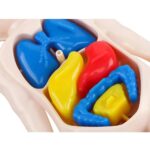 Cœurs en caoutchouc colorés pour jeux éducatifs, comprenant des formes bleues, rouges et jaunes, destinés à l'apprentissage et à la stimulation sensorielle.