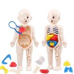 Poupée anatomique enfant avec organes internes amovibles pour apprendre la biologie.