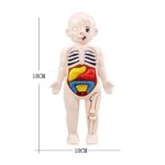 Figurine anatomique pour enfants illustrant le squelette et les organes internes, idéale pour l'apprentissage ludique de la biologie et de l'anatomie.