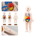Poupée anatomique enfant avec organes amovibles, modèle pédagogique pour apprendre la biologie humaine.