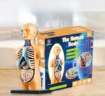 Poupée pédagogique anatomie humaine pour enfants à partir de 6 ans.