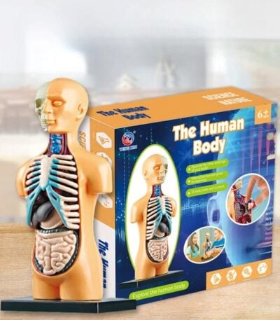 Poupée pédagogique anatomie humaine pour enfants à partir de 6 ans.