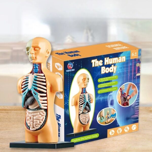 Poupée pédagogique anatomie humaine pour enfants à partir de 6 ans.
