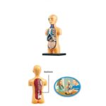Modèle anatomique de la tête et du tronc humain, idéal pour l'enseignement des sciences et la décoration éducative.