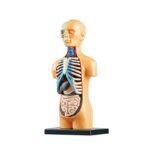 Modèle anatomique pédagogique montrant la tête, le thorax et l'abdomen humains, avec détails des organes internes pour l'apprentissage médical.