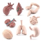 Modèles anatomiques de cœur, poumons, intestins, cerveau et estomac pour l'apprentissage et la décoration scientifique.