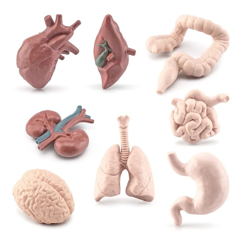 Modèles anatomiques de cœur, poumons, intestins, cerveau et estomac pour l'apprentissage et la décoration scientifique.