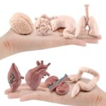 Modèles anatomiques d'organes humains pour l'apprentissage et la décoration scientifique, incluant cerveau, poumons, cœur, foie, reins, estomac, et intestins.
