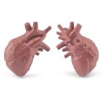 Modèle pédagogique de cœurs humains anatomiques, idéal pour l'enseignement de la cardiologie et la décoration scientifique.