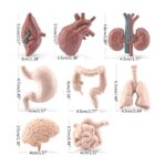 Modèles anatomiques réalistes pour la décoration ou l'apprentissage scientifique.