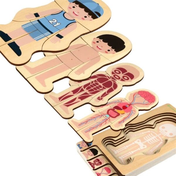Jeu éducatif en bois représentant le cerveau, le corps humain et ses systèmes, idéal pour l'apprentissage de l'anatomie pour enfants et étudiants.