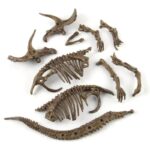 Ossements fossilisés de dinosaure, comprenant des crânes, des côtes et une queue, parfaits pour la décoration scientifique ou la collection.