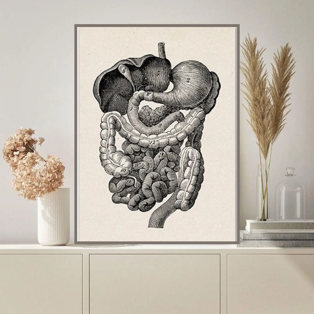 Illustration anatomique en noir et blanc du cerveau et des intestins, mettant en évidence leur relation complexe dans le corps humain.