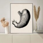 Illustration vintage d'un cœur humain anatomique, montrant les différentes parties et structures internes, idéale pour la décoration scientifique ou éducative.