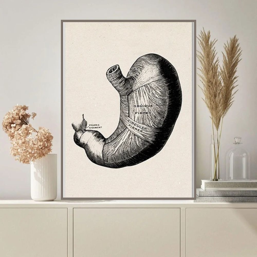 Illustration vintage d'un cœur humain anatomique, montrant les différentes parties et structures internes, idéale pour la décoration scientifique ou éducative.