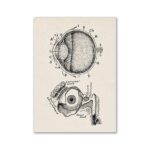 Illustration anatomique détaillée de l'œil humain et de la pomme d'Adam, montrant les structures internes et externes pour une compréhension scientifique.