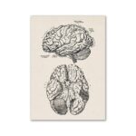 Illustration détaillée de l'anatomie du cerveau humain, montrant la structure du cerveau supérieur et inférieur avec annotations. Parfait pour la décoration scientifique ou éducative.