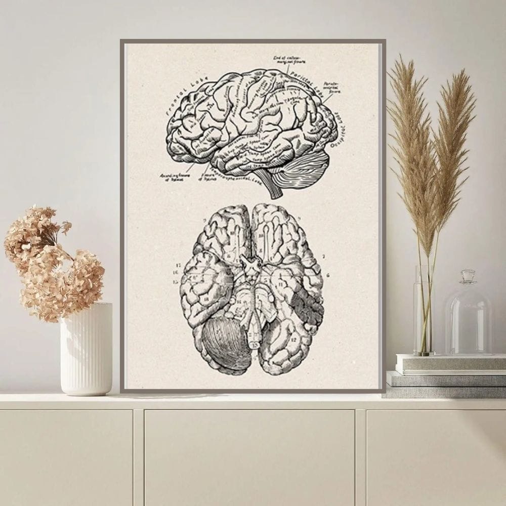 Photo d'une illustration détaillée de l'anatomie du cerveau humain, montrant les différentes régions et structures cérébrales.