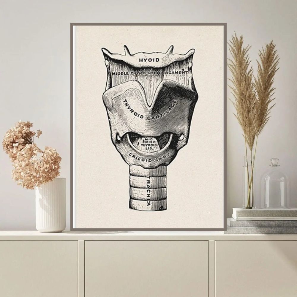Illustration anatomique de la glande thyroïde avec ses différentes parties, idéale pour la décoration scientifique ou éducative.