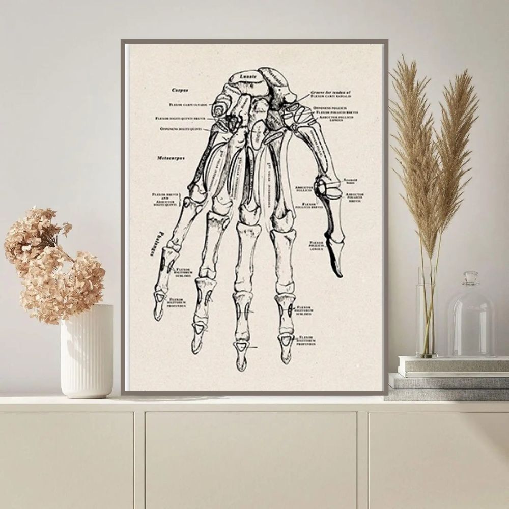 Mains humaines anatomie - Schéma scientifique détaillé avec noms des os, muscles et tendons, illustrant la complexité de la structure de la main humaine.