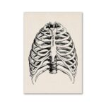 Illustration vintage du cage thoracique humain avec côtes, sternum et vertèbres, en style scientifique noir et blanc, parfait pour décoration ou étude anatomique.