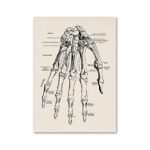 Illustration détaillée de la structure osseuse et musculaire de la main humaine, montrant les os, muscles et articulations pour une compréhension scientifique.