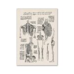 Illustration anatomique ancienne montrant le squelette humain, avec détails des os du thorax, du bassin et des membres, accompagnée de notes manuscrites en italien.