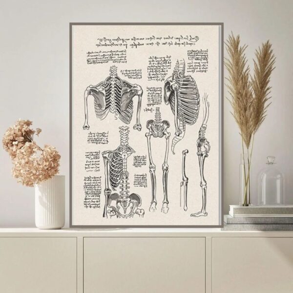 Affiche éducative illustrant le squelette humain avec annotations détaillées.