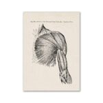 Muscles du bras, vue anatomique détaillée illustrant la musculature du haut du bras, y compris le biceps brachial et le triceps brachial, pour étude scientifique et décoration.