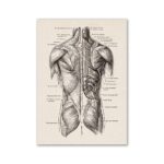 Illustration anatomique détaillée des muscles du dos et des épaules humains, montrant la structure musculaire en vue postérieure pour l'étude scientifique et éducative.